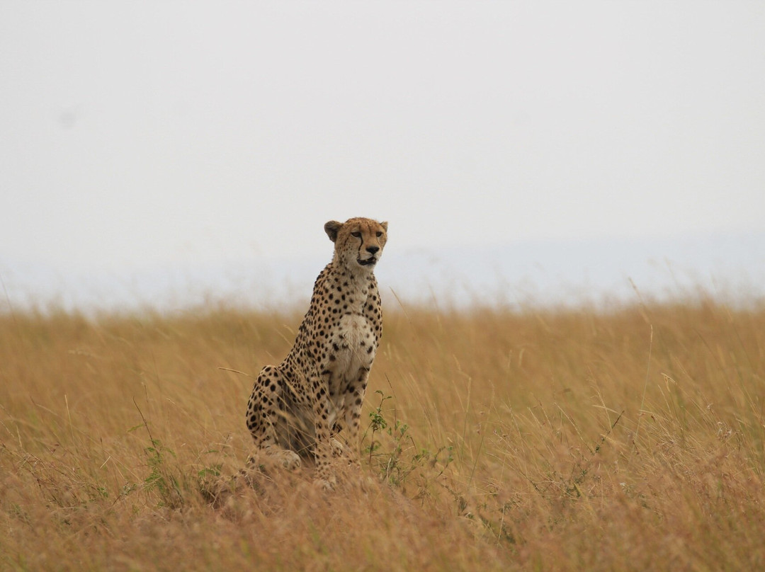 Tazama Africa Holidays-内罗毕必去景点