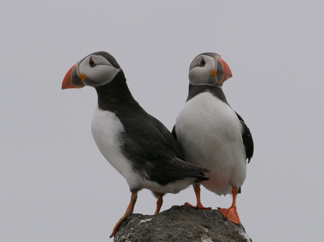 Anstruther Pleasure Cruises-Boat Day Tours-Anstruther必去景点