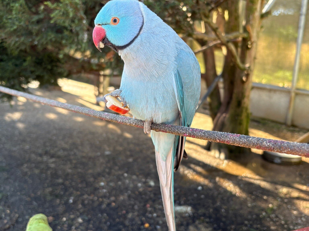 Canberra Walk in Aviary-尼克斯必去景点
