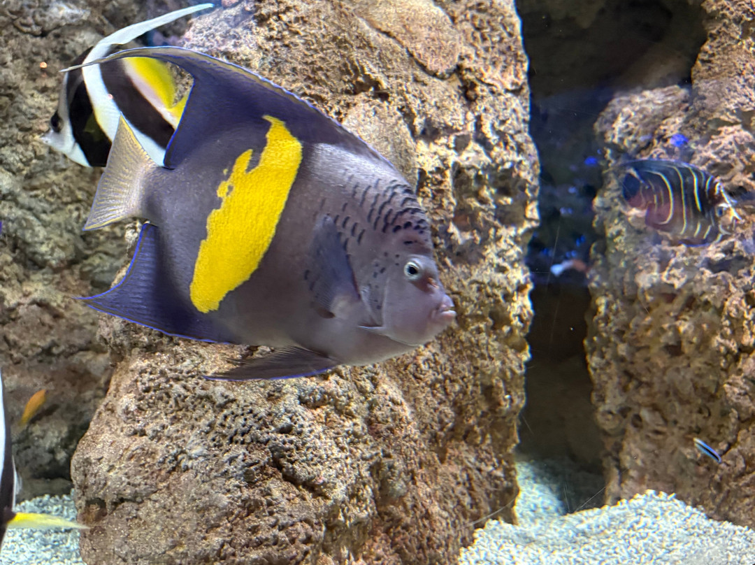 Lanzarote Aquarium-科斯塔特吉塞必去景点