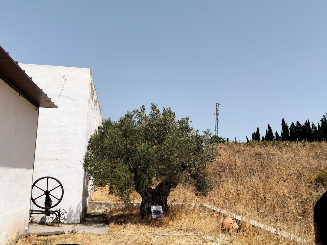Sancha Pérez Bodega Almazara-Conil de la Frontera必去景点
