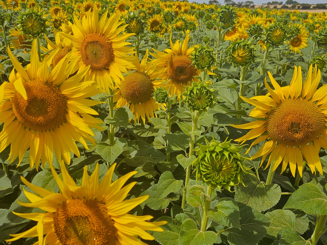 Dorset Sunflower Trail-多切斯特必去景点