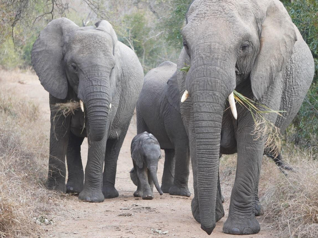 Into Africa life changing experiences-Seronera必去景点