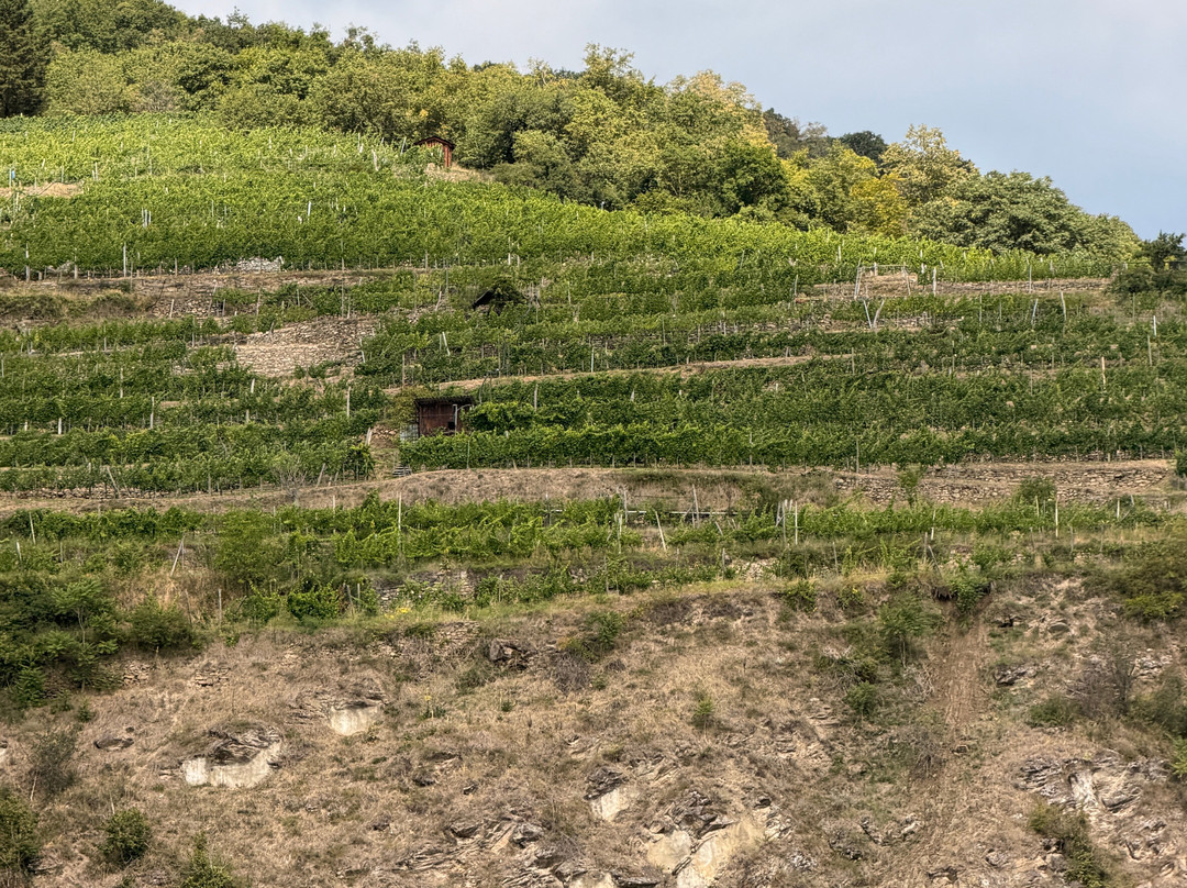 Domane Wachau Vinothek & Shop-都恩石必去景点