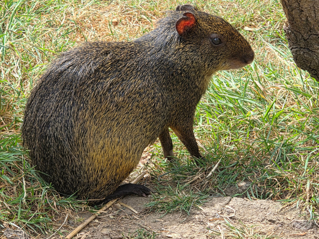Ashlyns Wildlife Park-North Weald必去景点