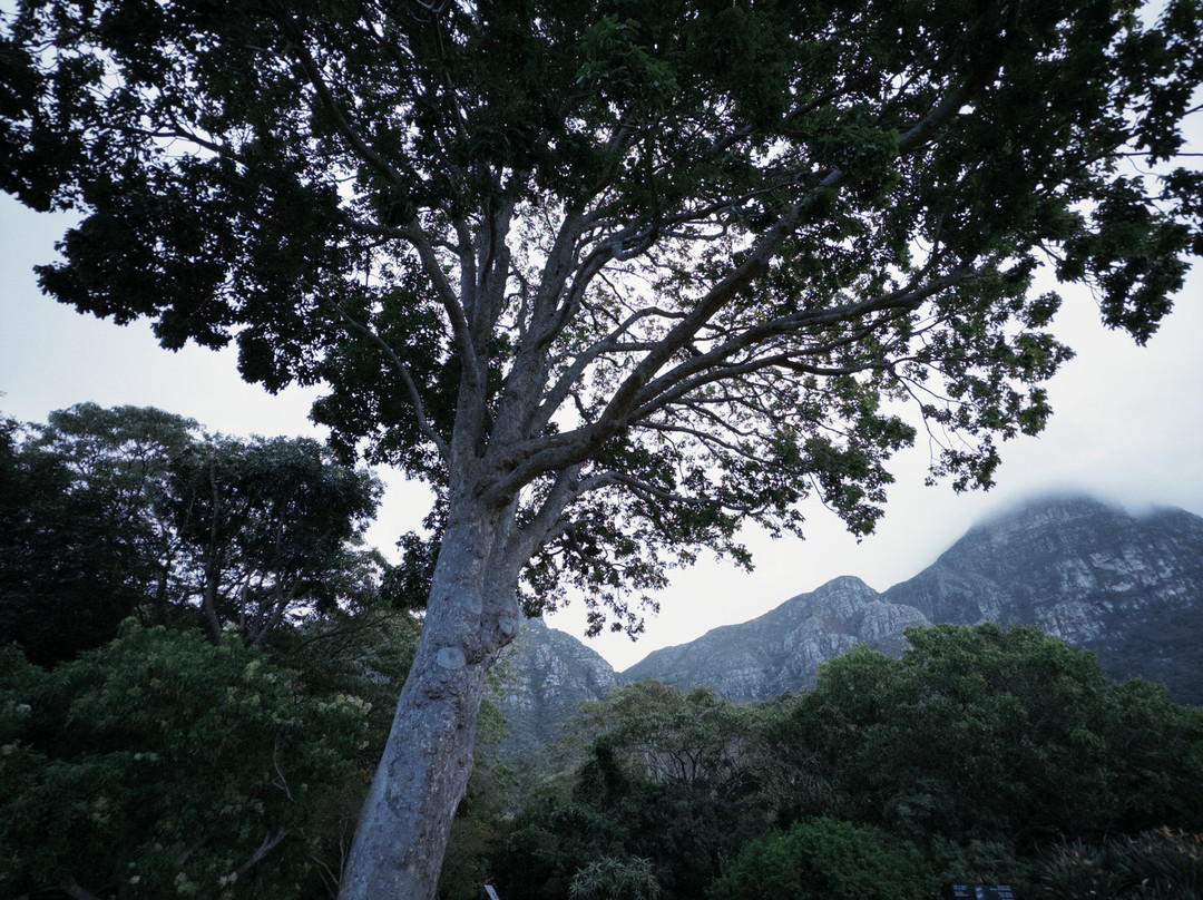 康斯坦博西国家植物园-Newlands必去景点