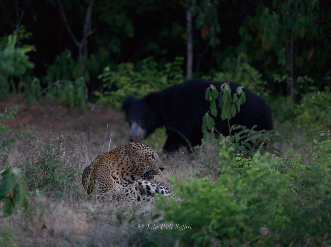 Yala Block 5 & 6 Safari by Podi-Thanamalwila必去景点