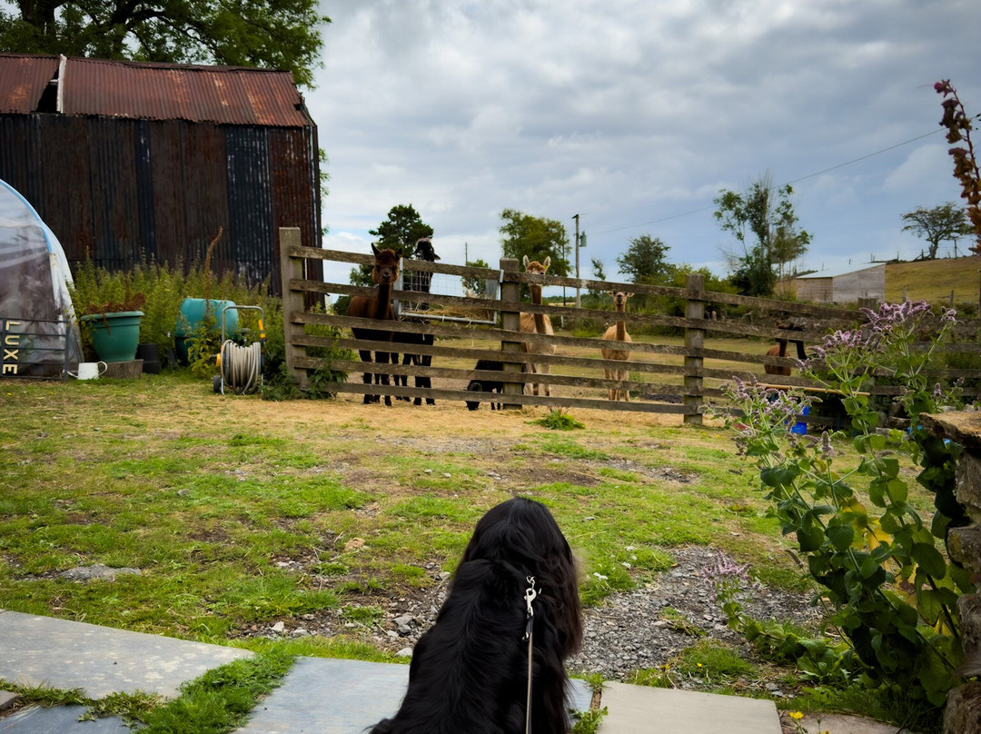Woolly Experiences Therapy Farm-Mold必去景点