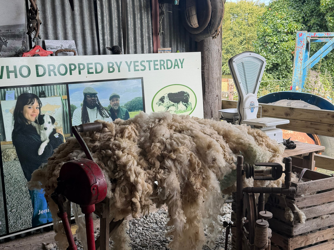 Irish Working Sheepdogs-基尔代尔郡必去景点