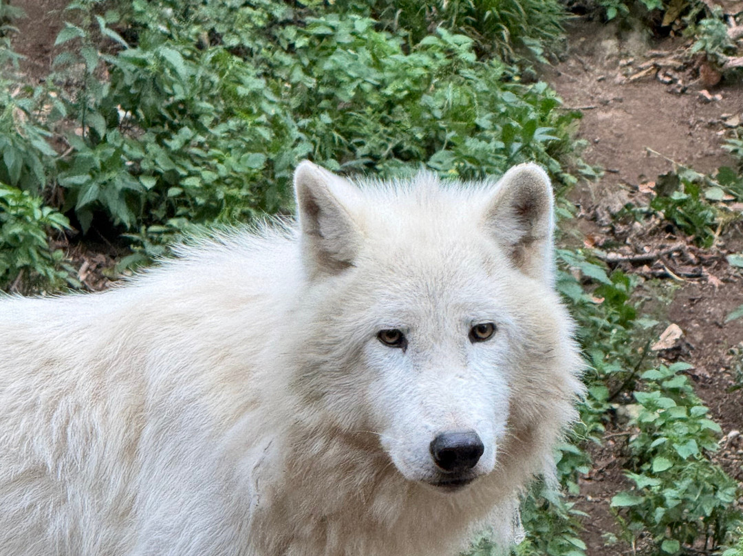 Zoo Salzburg-安妮夫必去景点