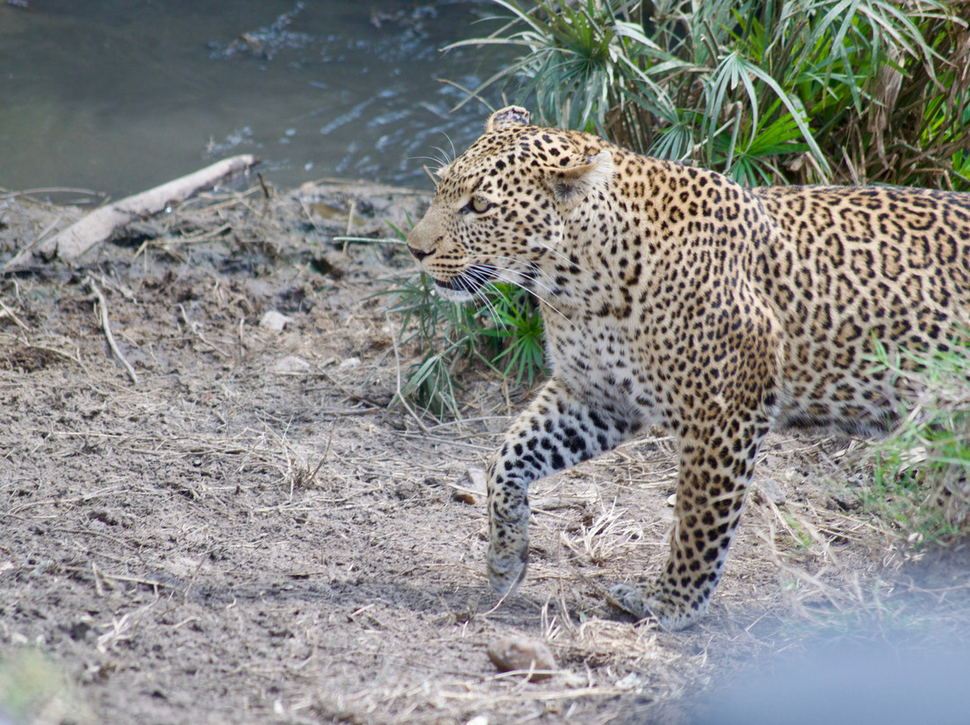 Activentures Africa Safaris-坎帕拉必去景点
