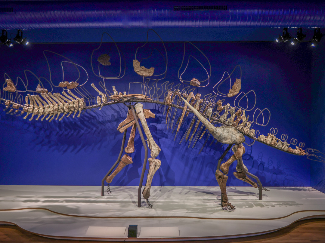 Muséum d'Histoire Naturelle-勒阿弗尔必去景点