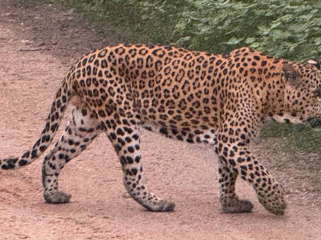 Jhalana Leopard Safari-斋蒲尔必去景点