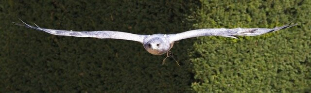The Hawking Centre-Boughton Lees必去景点