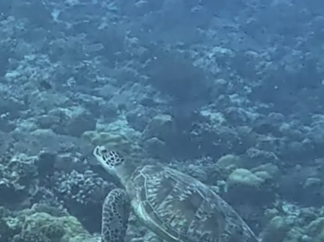 Euro-Divers LUX South Ari Atoll-南阿里环礁必去景点
