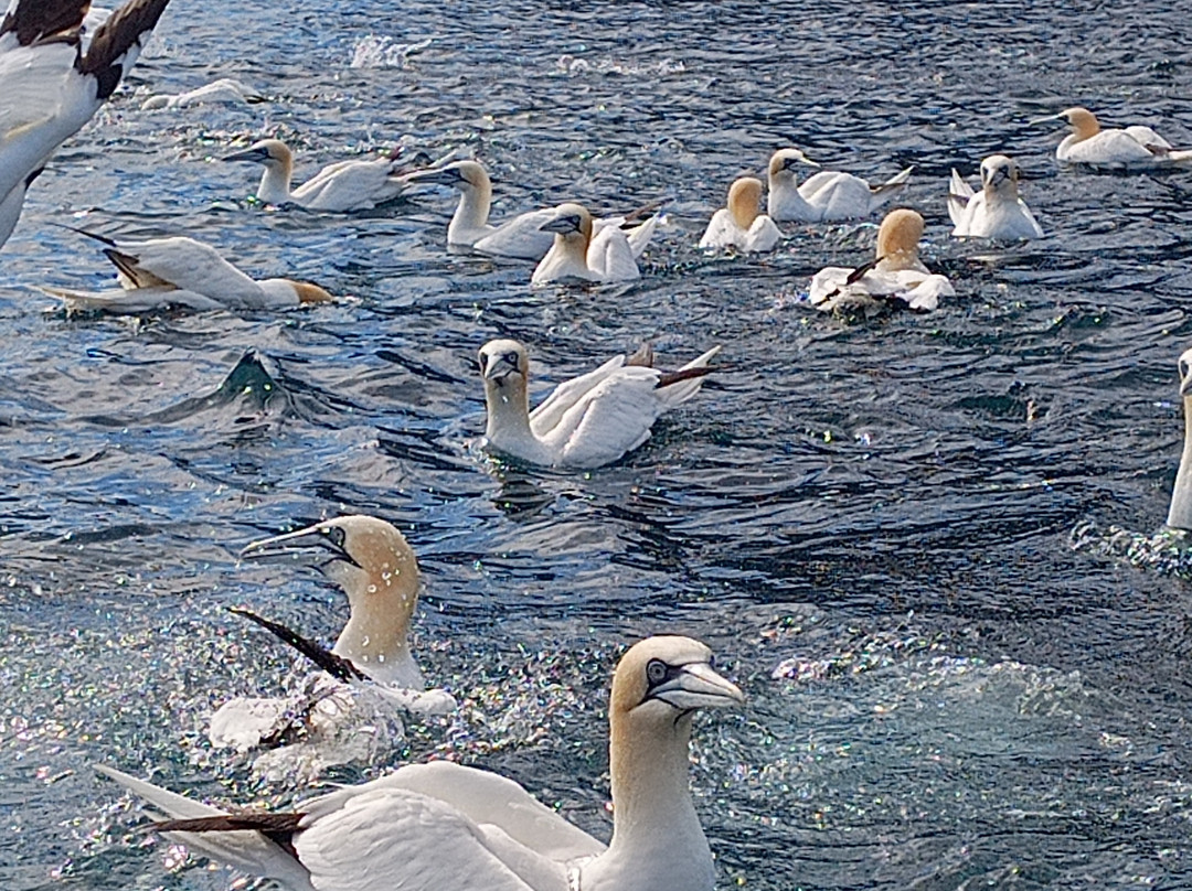 Shetland Seabird Tours - The Noss Boat-Lerwick必去景点