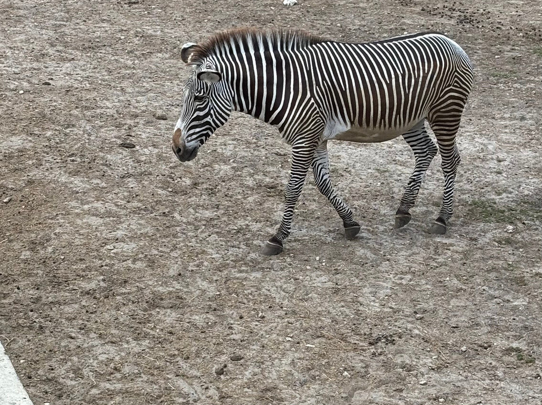 Zoo Bassin d'Arcachon-拉泰斯特德比克必去景点
