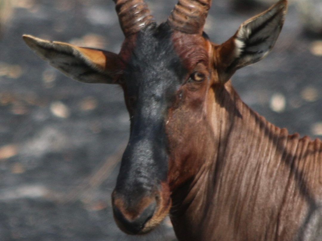 Devine African Safaris-吉佳利必去景点