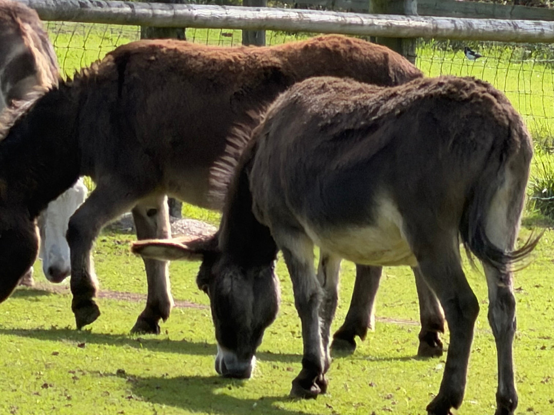 The Flicka Foundation - Donkey Sanctuary-Penryn必去景点