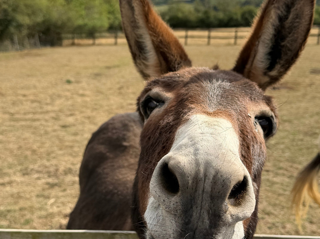Lane House Alpaca Farm-切本哈姆必去景点