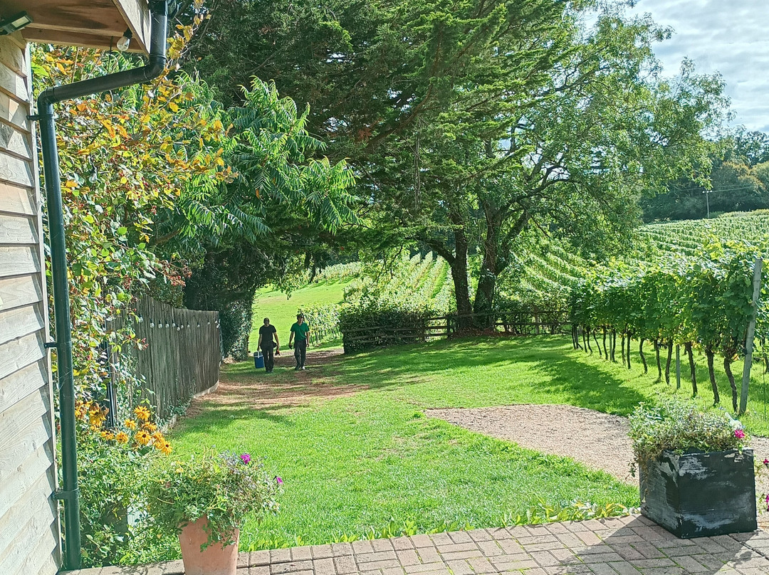 English Oak Vineyard-Lytchett Matravers必去景点