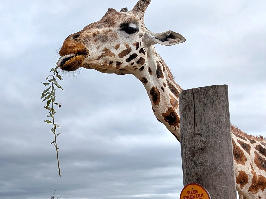 West Midlands Safari Park-Bewdley必去景点