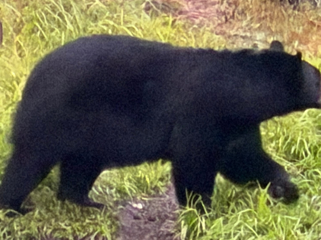 Observation de l'Ours Noir-Sacré-Coeur-Saguenay必去景点