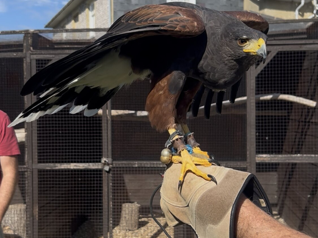 West Sussex Falconry-Compton必去景点