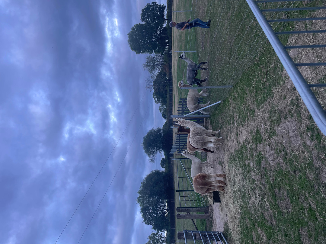 Reservoir Alpacas-Chard必去景点