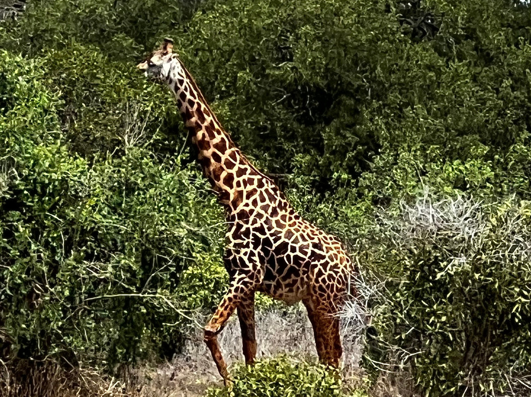 Watamu Diego Safari Day Tours-瓦塔木必去景点