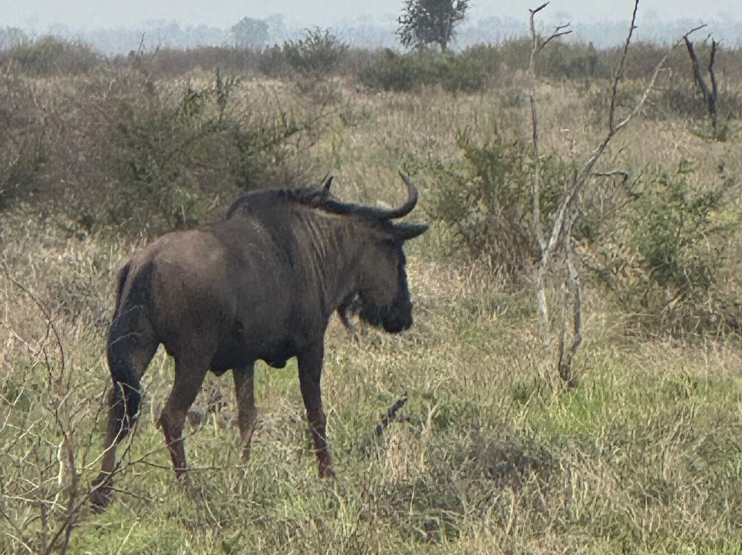Kruger Untamed