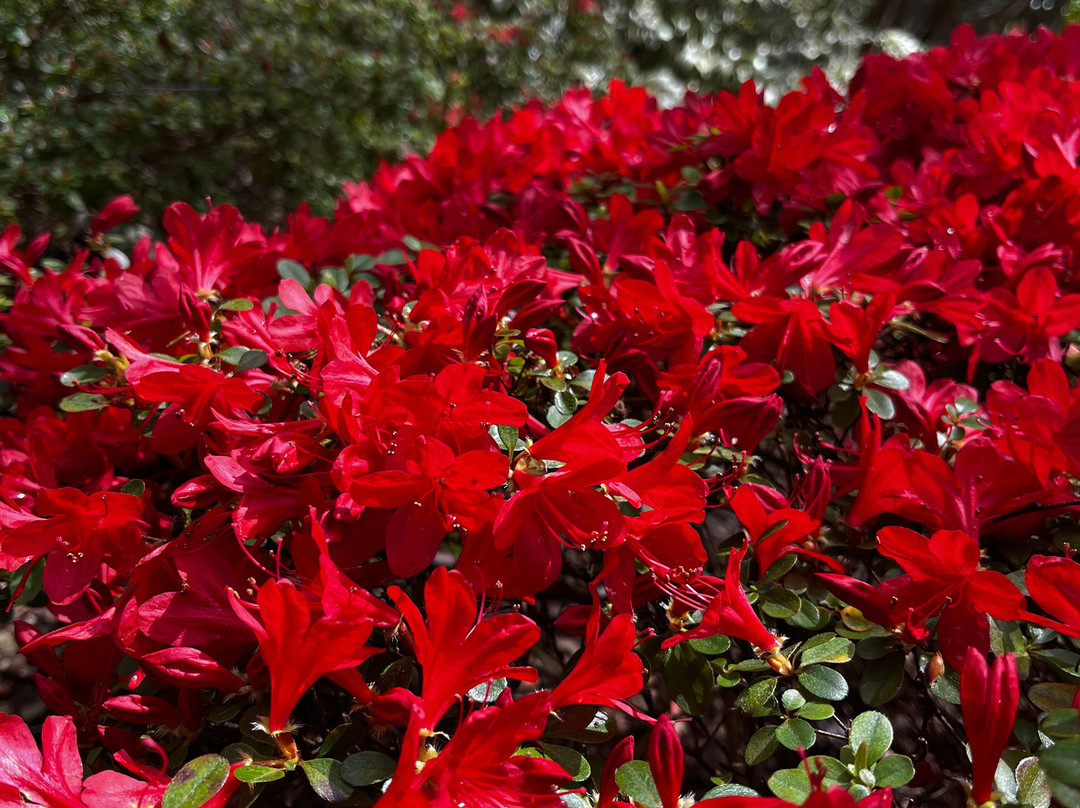Mount Lofty Botanic Garden-Crafers必去景点