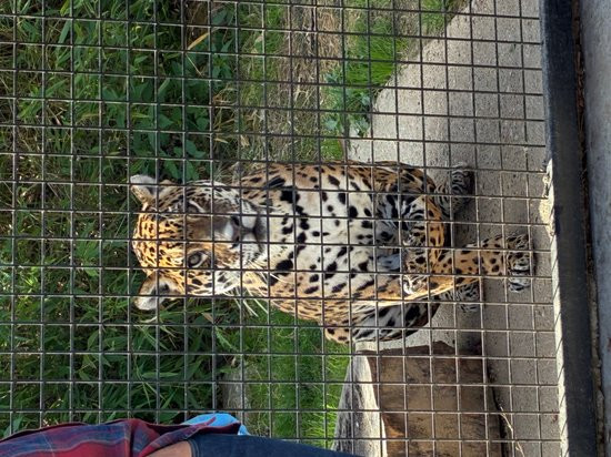 Hertfordshire Zoo-布罗克斯本必去景点