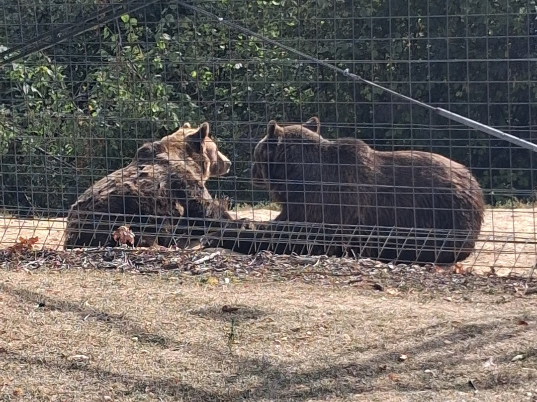 Libearty Bear Sanctuary Zarnesti-Zarnesti必去景点