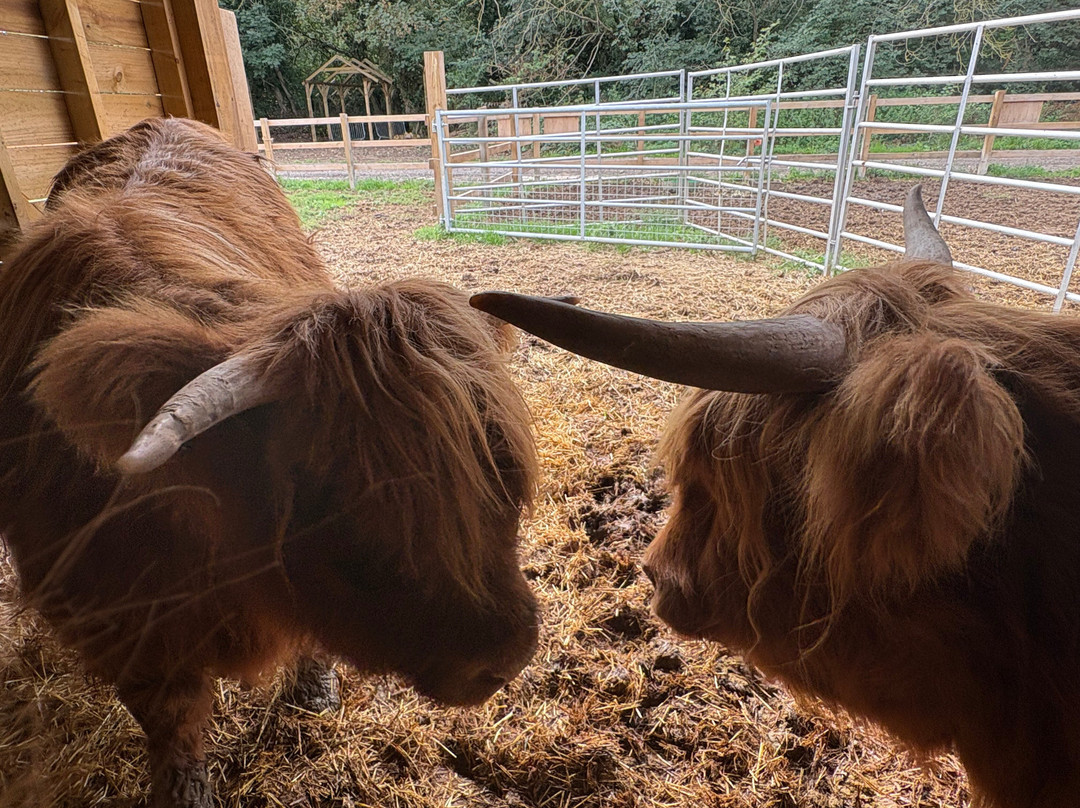 Quex Adventure Farm Park-Birchington必去景点