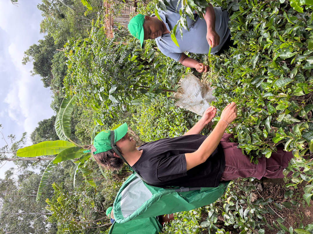 Ella Organic Tea Garden-Heeloya必去景点