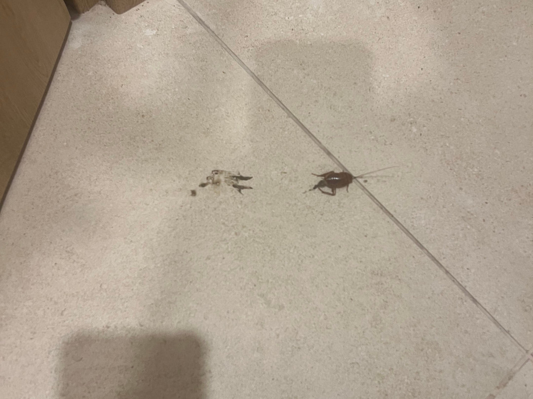 莱昂纳多塞普里亚湾酒店主图