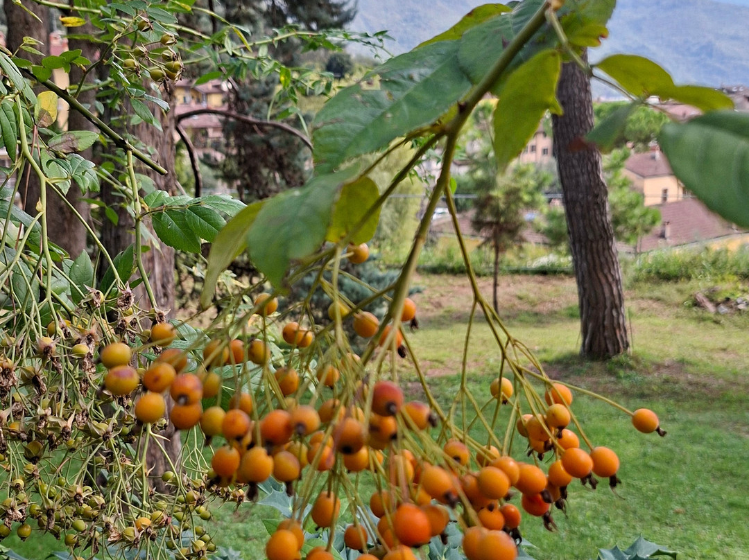 Arboretum of Arco-阿科必去景点