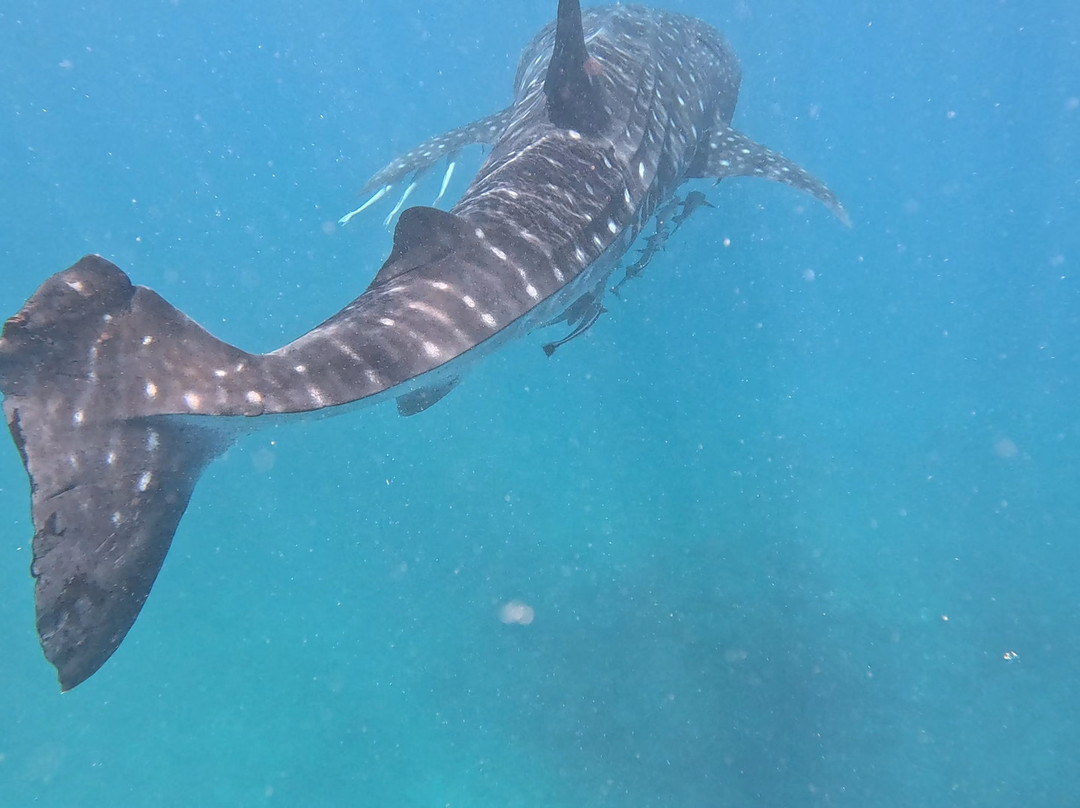 Ningaloo Whaleshark Swim-埃克斯茅斯必去景点