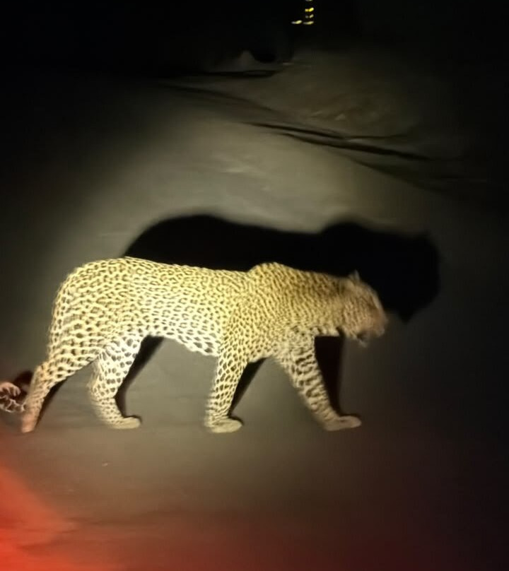 African Safari Group-开普敦必去景点