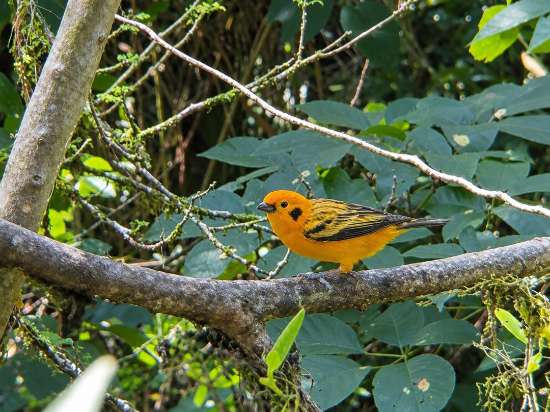 Curigua Nature