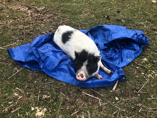 Willoughby Farm Animal Rescue