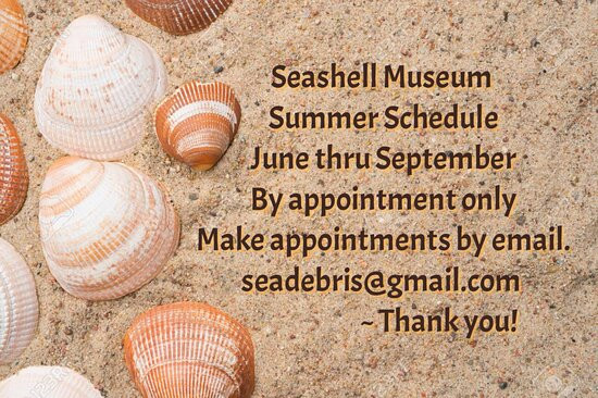 Seashell Museum景点图片
