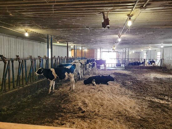 Mapleton's Organic Dairy景点图片