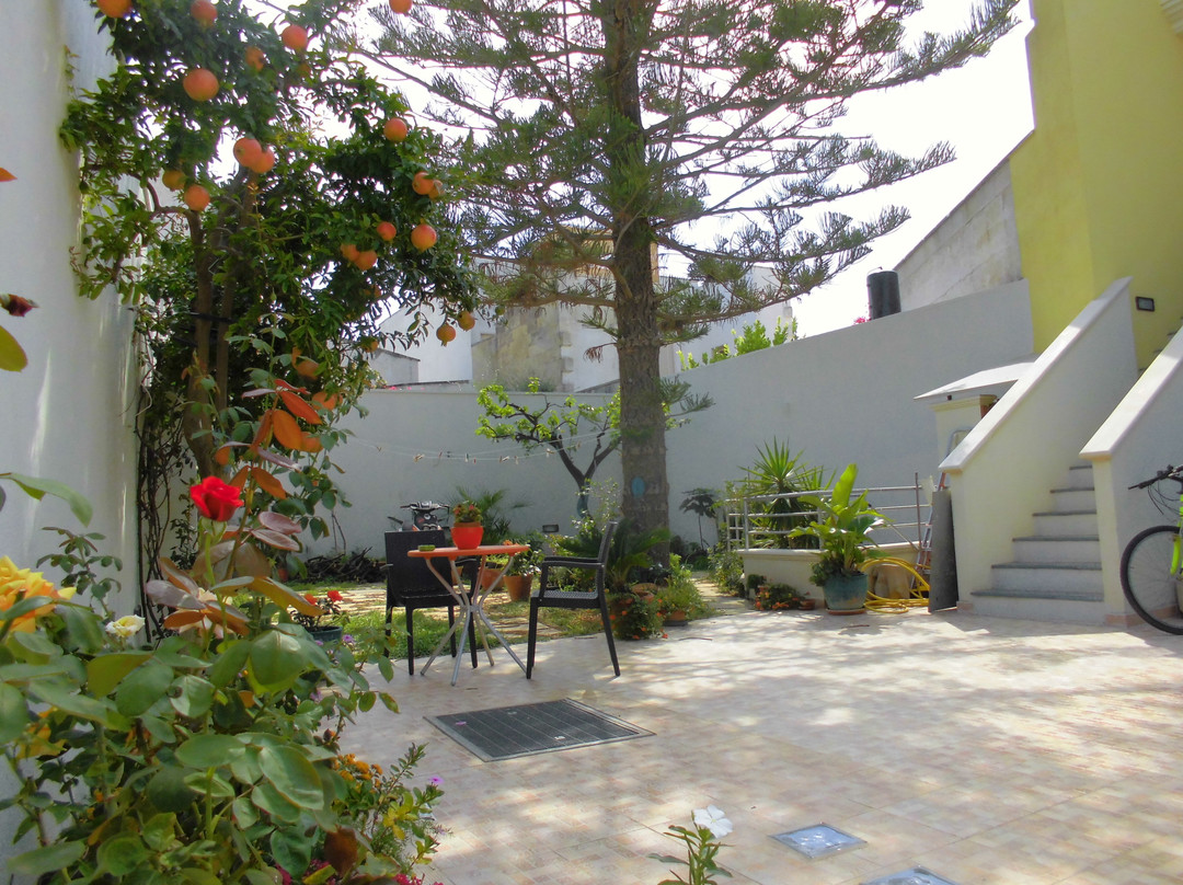 Araucaria