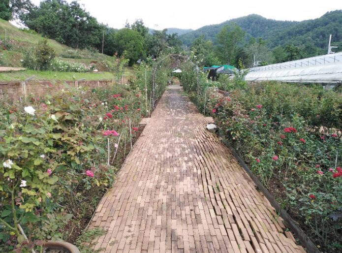 Houy Pak Pai Rose Garden-万磅必去景点