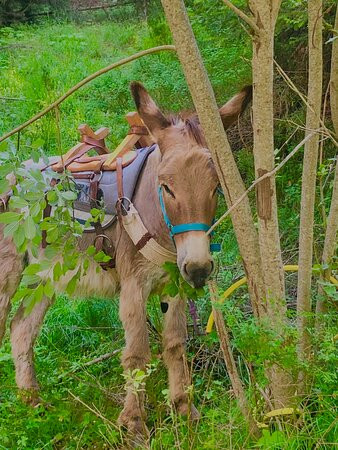 Anes De Blore - donkey trekking景点图片