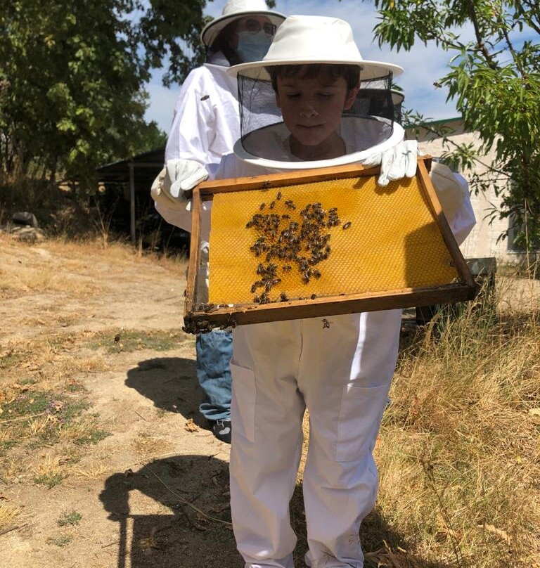 Apibericos,professional beekeepers景点图片