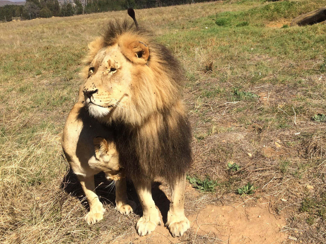 Point Africa Travel and Tours-开普敦中心区必去景点