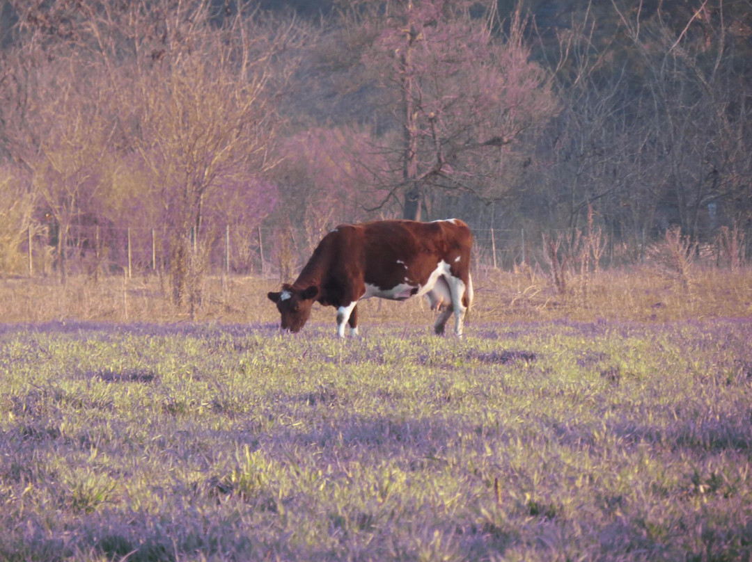 Tomas Jofre旅游攻略图片